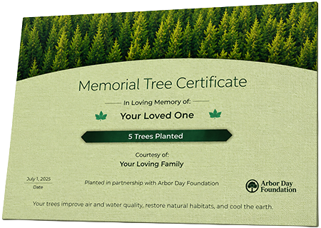 Plant Trees in Memory of Maylashia Shantivia Hogg